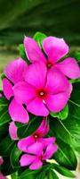 Madagascar Periwinkle flower photo