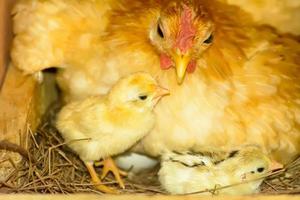 Hens hatching eggs photo