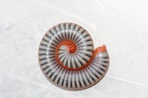 Closeup of a millipede on aluminum floor. photo