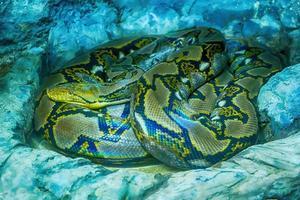 Reticulated python curve on the big rock. photo