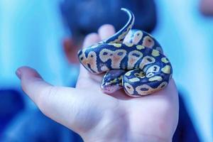 Snake is pet photo