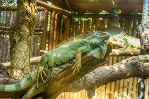 iguana verde en el árbol foto