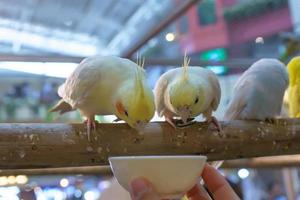 Parrots are posing to take the picture. photo