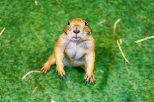 Prairie dog are poses photography photo