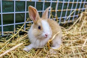 los conejos son pequeños mamíferos foto