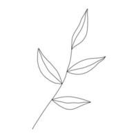 Hand drawn leaf doodle. Hand drawn plant in doodle style. Botanical illustration. vector