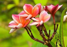 Pink and white frangipani flowers bloom in Chatuchak Park, Bangkok, Thailand photo