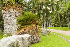 paisaje y plantación de palmeras en el parque chatuchak, bangkok, tailandia foto