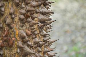 las afiladas espinas de los árboles y el bokeh en el parque chatuchak, bangkok foto