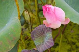 Beautiful pink and purple lotus flowers blooming in the water park, Thai park photo