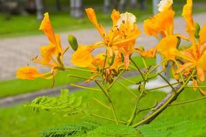 Peacock flower blooming in beautiful orange color in Chatuchak Park, Bangkok, Thailand photo