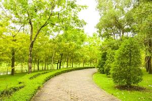 el paisaje y los árboles bordean el jardín tailandia foto