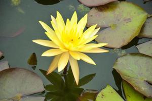 yellows lotus blooming beauty nature in water garden Thailand photo