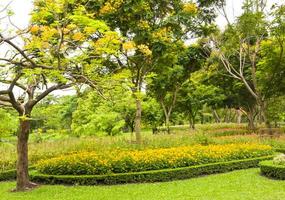 decoración floral y árboles amarillos en el parque chatuchak, bangkok, tailandia, un lugar para visitar y relajarse. foto