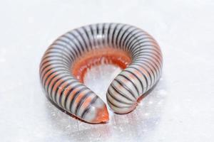 Closeup of a millipede on aluminum floor. photo