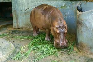 el hipopótamo está comiendo comida foto