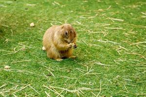 Prairie dog eating food photo