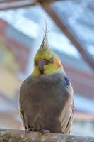 Parrots standing sleep on the timber. photo