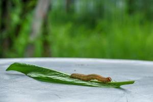 Caterpillar on grass photo