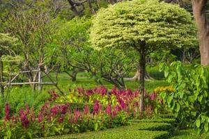 Colorful flowers bloom in Chatuchak Park, Bangkok, Thailand. photo