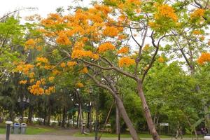 vista de las flores de pavo real naranja que florecen en un parque público tailandés foto