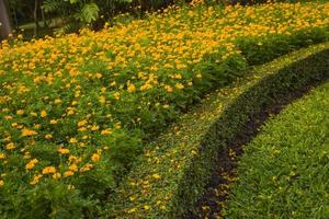 Garden decoration of yellow flowers that bloom in a Thai public park photo