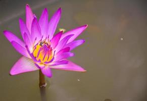 loto rosa y púrpura que florece en el agua foto