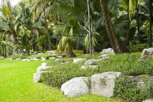 decoración de cocoteros de piedra y palmeras en el parque chatuchak foto