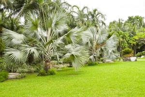 Landscape and palm plantation in Chatuchak Park, Bangkok, Thailand photo