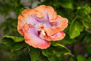 Beautiful blooming orange hibiscus petals, water droplets and background bokeh soft ligh