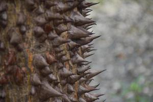 The sharp thorns of trees and bokeh in Chatuchak Park, Bangkok photo