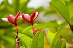 Pink and white frangipani flowers bloom in Chatuchak Park, Bangkok, Thailand photo