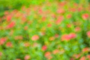 pink flowers and light bokeh soft background abstract blur photo