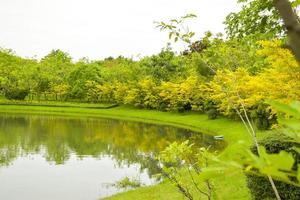 landscape beautiful trees and many flower in chathuchack bangkok Thailand photo