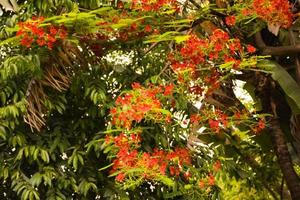 Peacock flower in full bloom in Chatuchak Park, Bangkok, Thailand photo