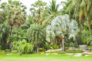 paisaje y plantación de palmeras en el parque chatuchak, bangkok, tailandia foto