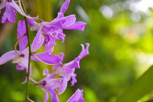 orquídea púrpura que florece colgando belleza naturaleza en la granja tailandia foto