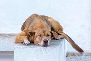 el perro duerme foto