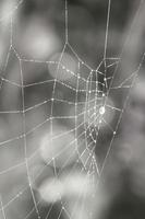 Black and white spider webs photo