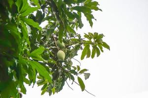pares de mango verde en el árbol sobre un fondo blanco. foto