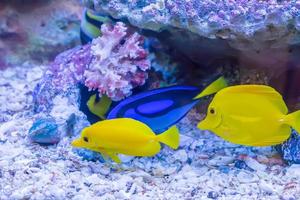 The marine fish are color of the sea. photo