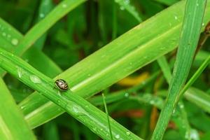 Insect on the grass photo