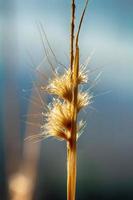 Poaceae or Gramineae photo