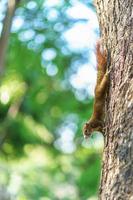 Little squirrel in the forest photo