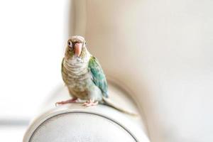 el periquito de mejillas verdes o el conure de mejillas verdes son mascotas lindas. foto