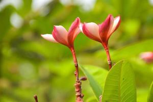 Pink and white frangipani flowers bloom in Chatuchak Park, Bangkok, Thailand photo