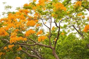vista de las flores de pavo real naranja que florecen en un parque público tailandés foto
