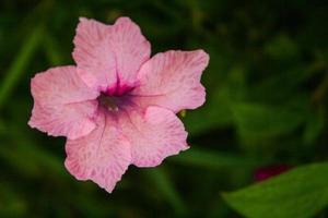 Small pink flowers bloom along the garden path. photo