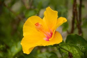 Flower decoration and yellow trees in Chatuchak Park, Bangkok, Thailand, a place to visit and relax. photo