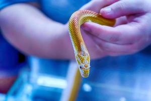 la serpiente es mascota foto